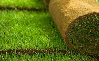 where to buy sod
